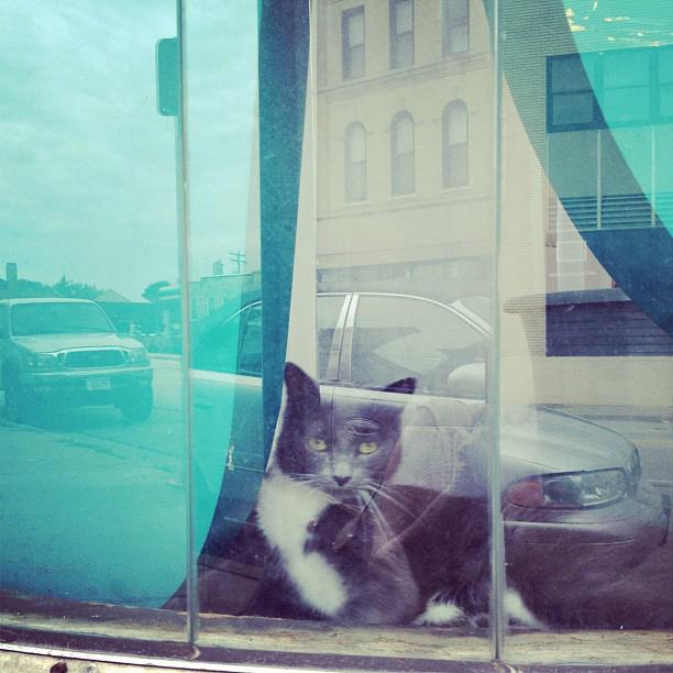 Image of the office cat, Mokey, greeting the photographer from Byte's front window
