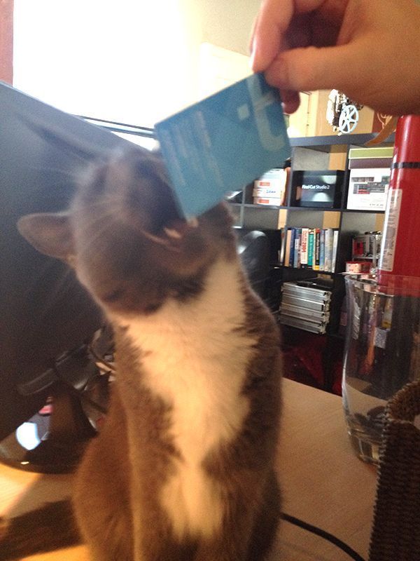 Image of the office cat Mokey, attempting to bite a business card