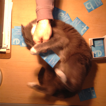 Image of Mokey once again attempting to bite either a hand, a business card, or both